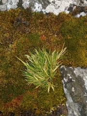 Deschampsia antarctica