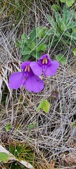 Utricularia reniformis