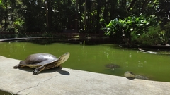 Phrynops hilarii