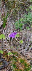 Utricularia reniformis