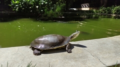 Phrynops hilarii