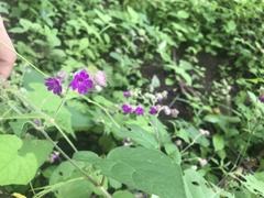 Mirabilis violacea