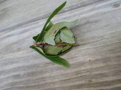 Herpetogramma theseusalis