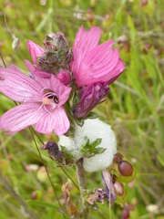 Sidalcea diploscypha