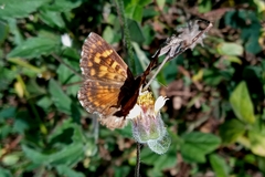Aricoris hubrichi