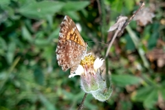 Aricoris hubrichi