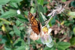 Aricoris hubrichi