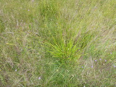 Carex gynodynama