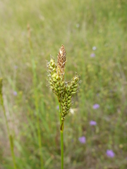 Carex gynodynama