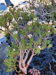 Crassula sarcocaulis