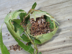 Herpetogramma theseusalis