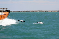 Cephalorhynchus commersonii