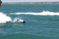 Cephalorhynchus commersonii
