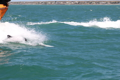 Cephalorhynchus commersonii