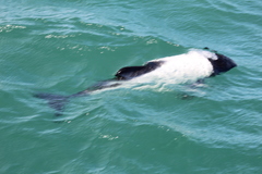Cephalorhynchus commersonii