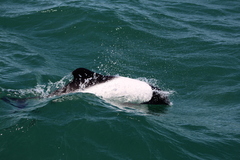 Cephalorhynchus commersonii