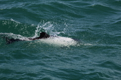 Cephalorhynchus commersonii
