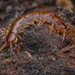 Lithobius forficatus - Photo (c) Alexis, μερικά δικαιώματα διατηρούνται (CC BY), uploaded by Alexis