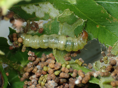 Herpetogramma theseusalis