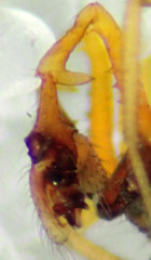 Erigone aletris