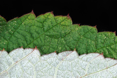 wineberry