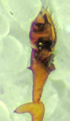 Erigone aletris