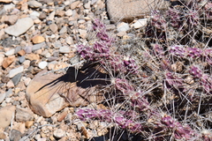 Grusonia grahamii