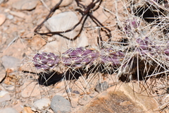 Grusonia grahamii