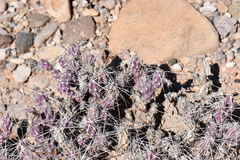 Grusonia grahamii