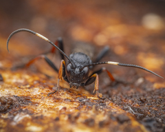 Stenichneumon culpator