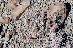 Grusonia grahamii