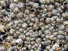 Chthamalus malayensis