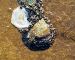 Saccostrea