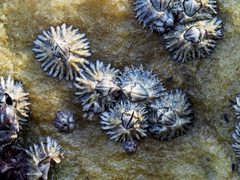 Chthamalus malayensis