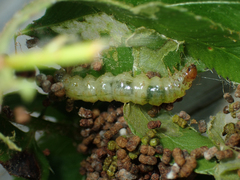 Herpetogramma theseusalis