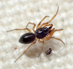 Erigone aletris