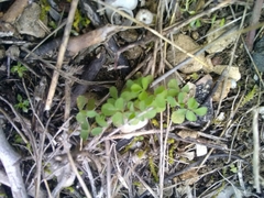 Trifolium campestre