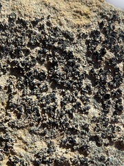 Leimonis erratica