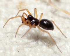 Erigone aletris