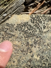 Leimonis erratica
