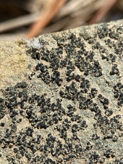 Leimonis erratica