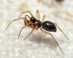 Erigone aletris
