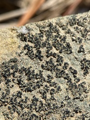 Leimonis erratica