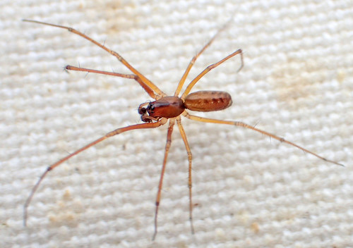 Dana Sheet-web Micro-weaver