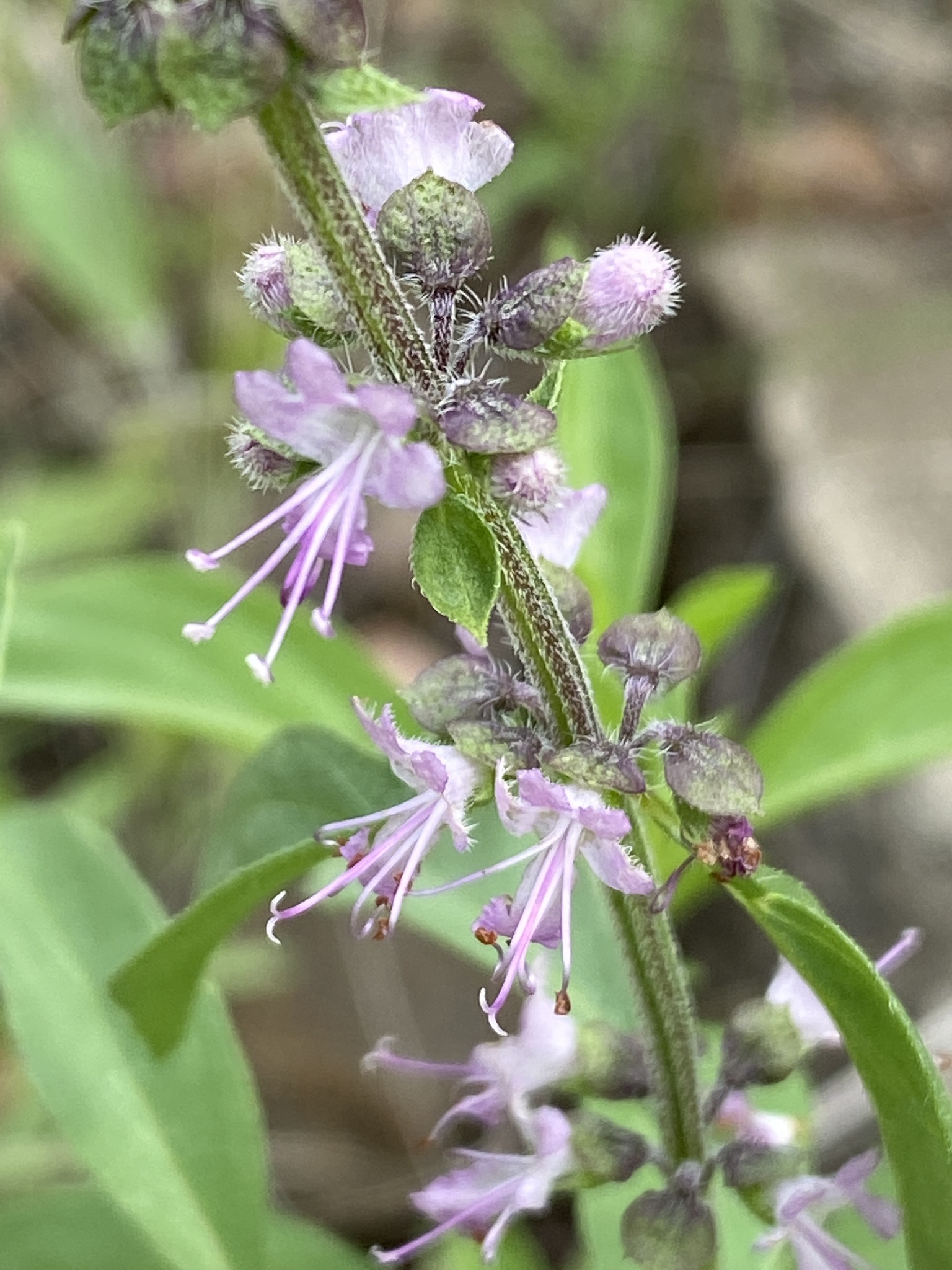 Lime Basil (Ocimum americanum) · iNaturalist, image size:1536x2048