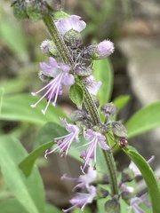 Ocimum americanum image