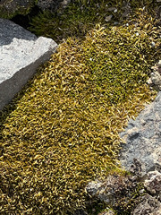 Syntrichia robusta