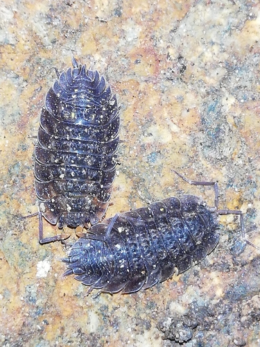 Oniscus lusitanus