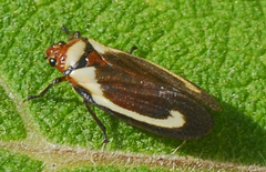 Ocoaxo assimilis