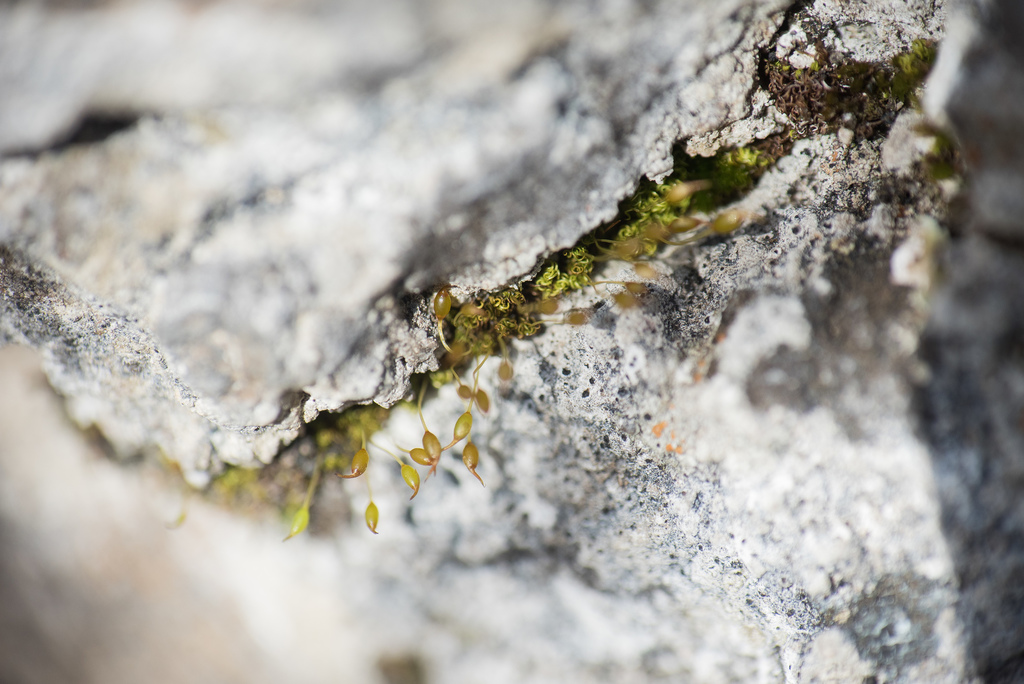 Weissia condensa